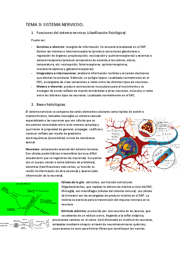 Miniatura del documento Tema-3-sistema-nervioso.pdf
