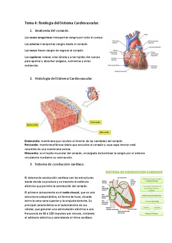 Miniatura del documento Tema-4-fisiologia-del-sistema-cardiovascular.pdf