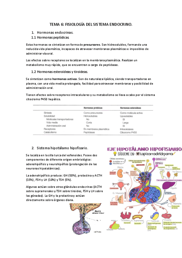Miniatura del documento Tema-6-fisiologia-del-sistema-endocrino.pdf