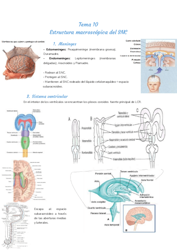 Miniatura del documento Tema-10.pdf