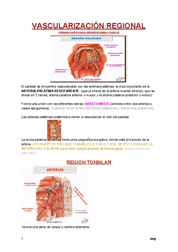 Miniatura del documento VASCULARIZACION-REGIONAL-2a-PARTE-VASCULARIZACION-CABEZA-Y-CUELLO.pdf
