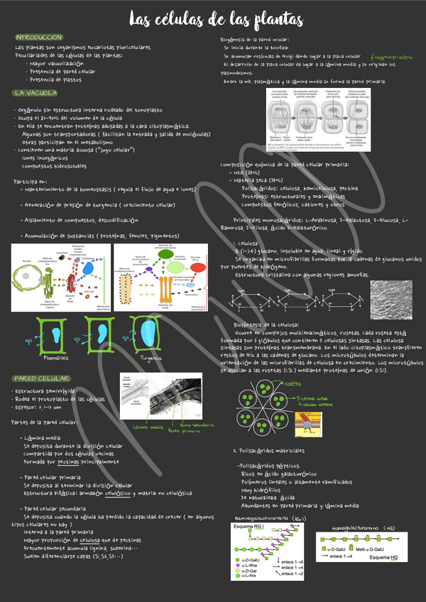 Miniatura del documento Fisiologia-Vegetal.pdf