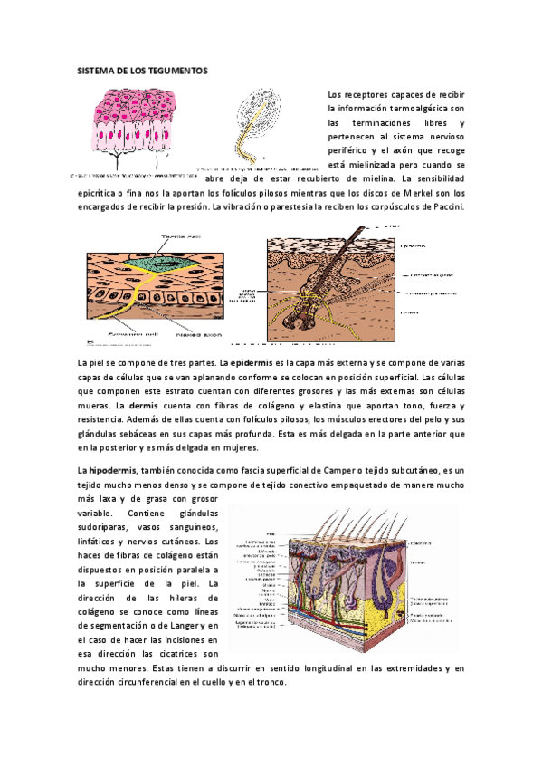 Miniatura del documento SISTEMA-MUSCULOESQUELETICO.pdf