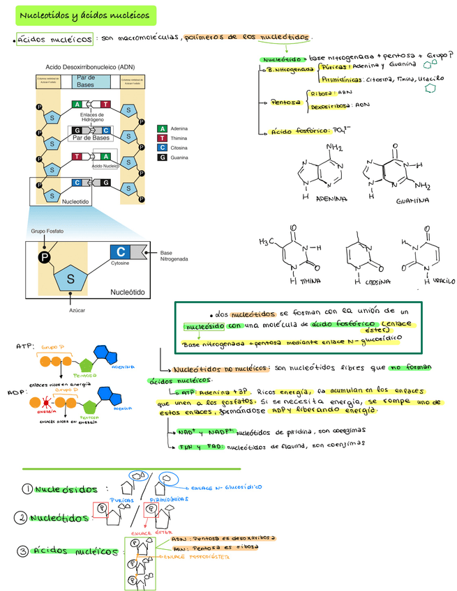 Miniatura del documento Bio-Ev1-06.jpg