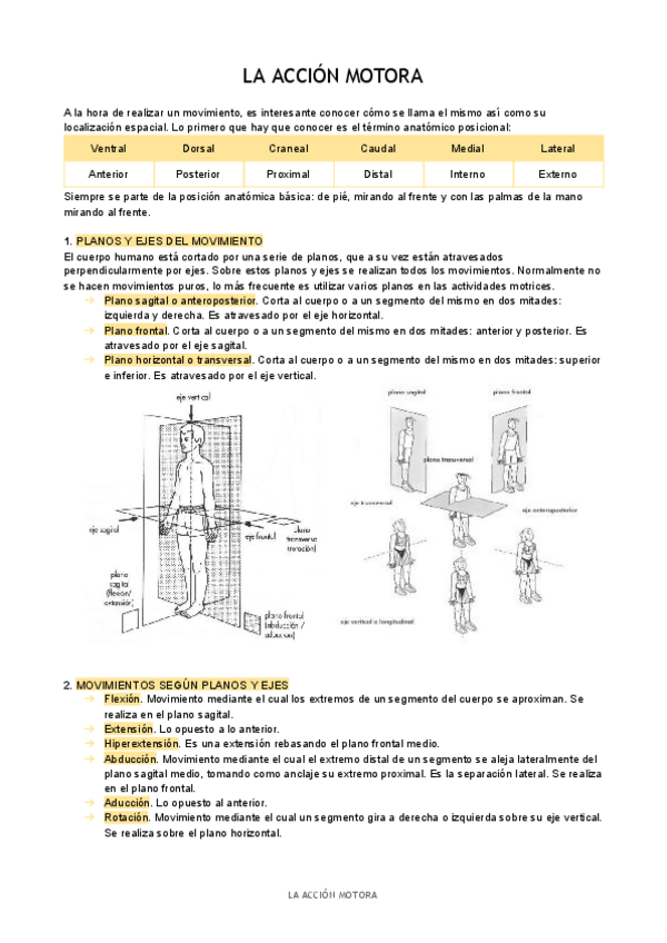 Miniatura del documento T1-La-accion-motora.pdf