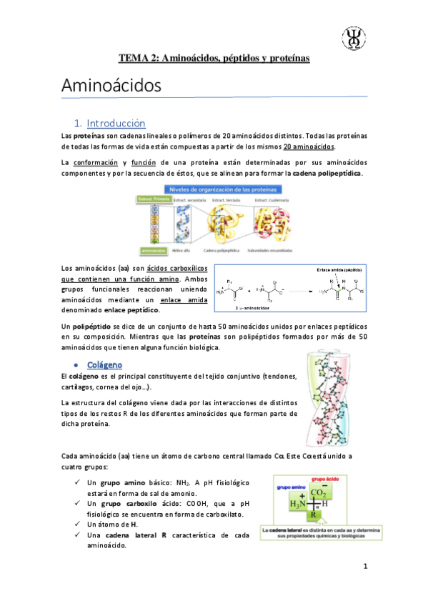 Miniatura del documento T2Aminoacidos-y-peptidos.pdf