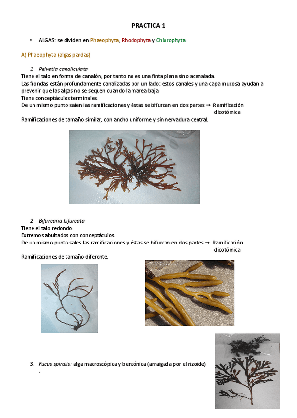 Miniatura del documento botanica.pdf