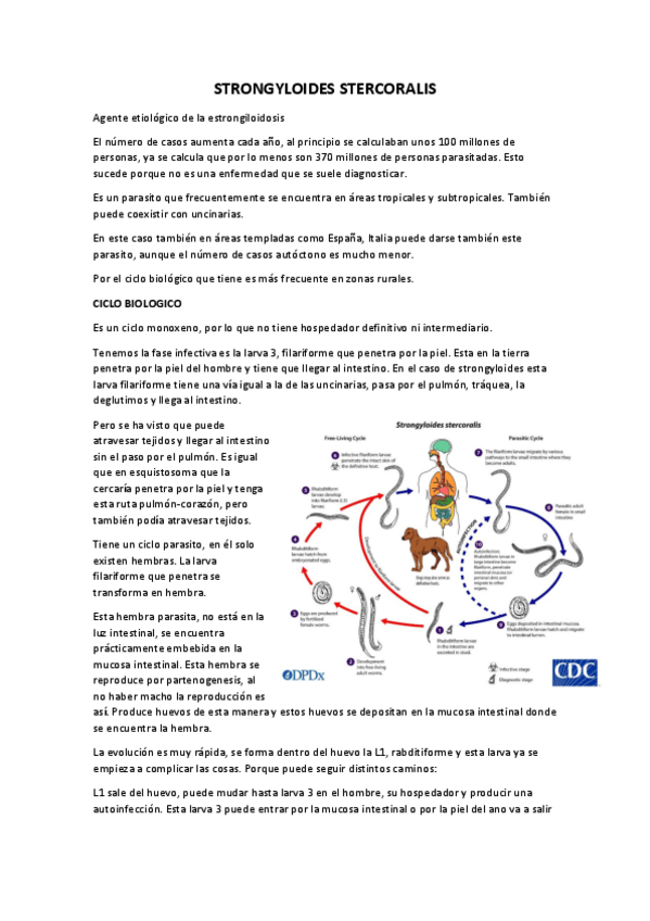Miniatura del documento STRONGYLOIDES-STERCORALIS-pdf.pdf