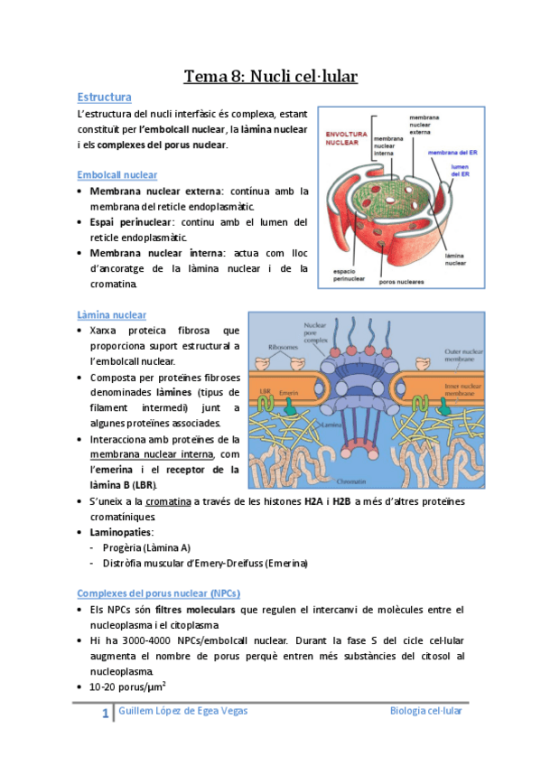 Miniatura del documento Tema 8 Nucli cel·lular.pdf
