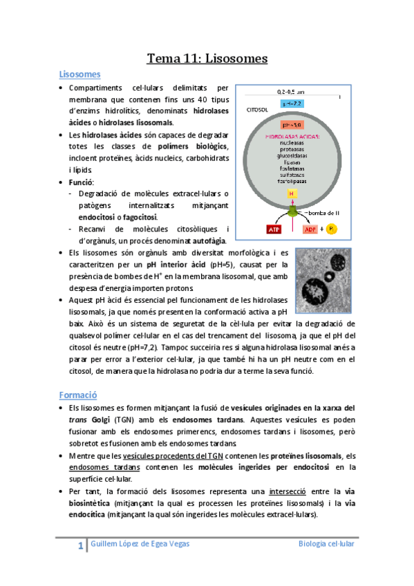 Miniatura del documento Tema 11 Lisosomes.pdf
