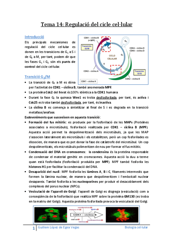 Miniatura del documento Tema 14 Regulació del cicle cel·lular.pdf