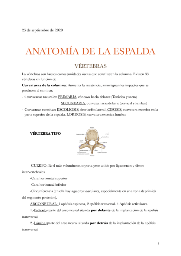 Miniatura del documento temas-2-y-3-espalda-.pdf