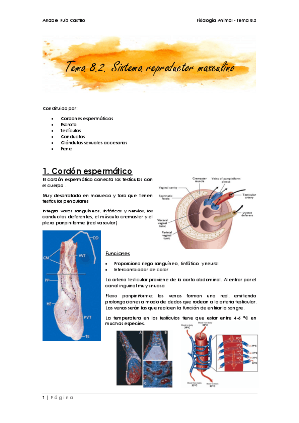 Miniatura del documento Apuntes-T82-Masculino.pdf