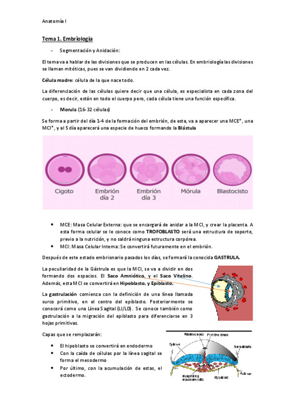 Miniatura del documento Apuntes-Anatomia.pdf