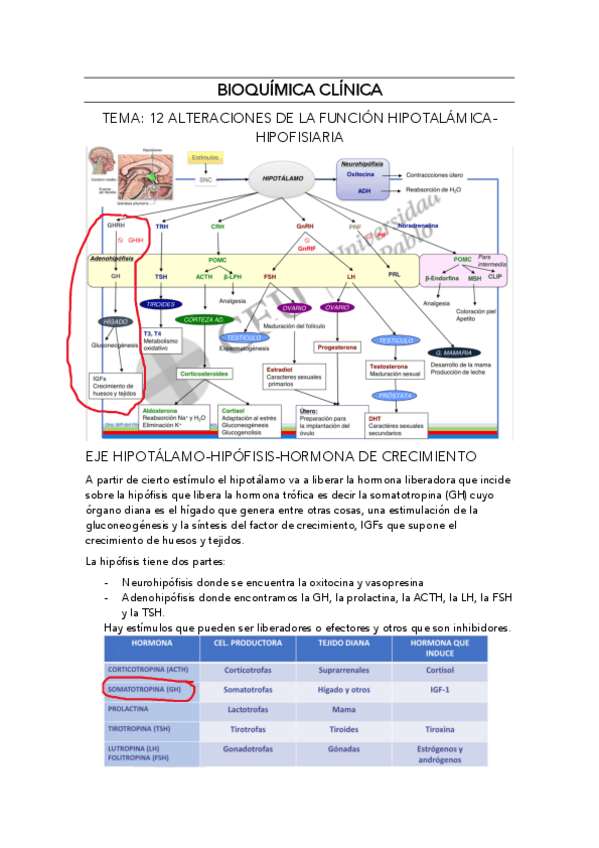 Miniatura del documento BIOQUIMICA-CLINICA-TEMA-12.pdf