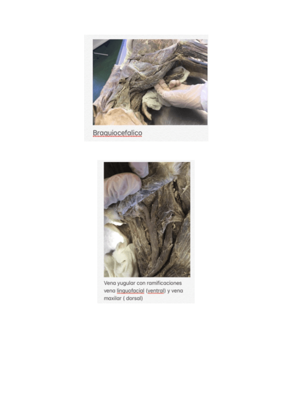 Miniatura del documento wuolah-free-Practicas-musculos.pdf