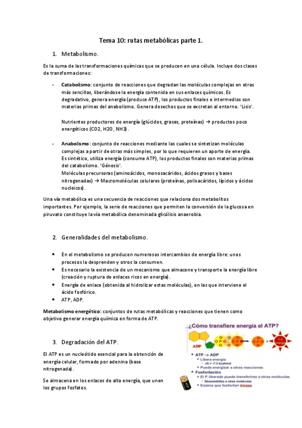 Miniatura del documento Tema-10-rutas-metabolicas.pdf