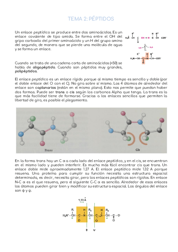 Miniatura del documento T2-Peptidos.pdf
