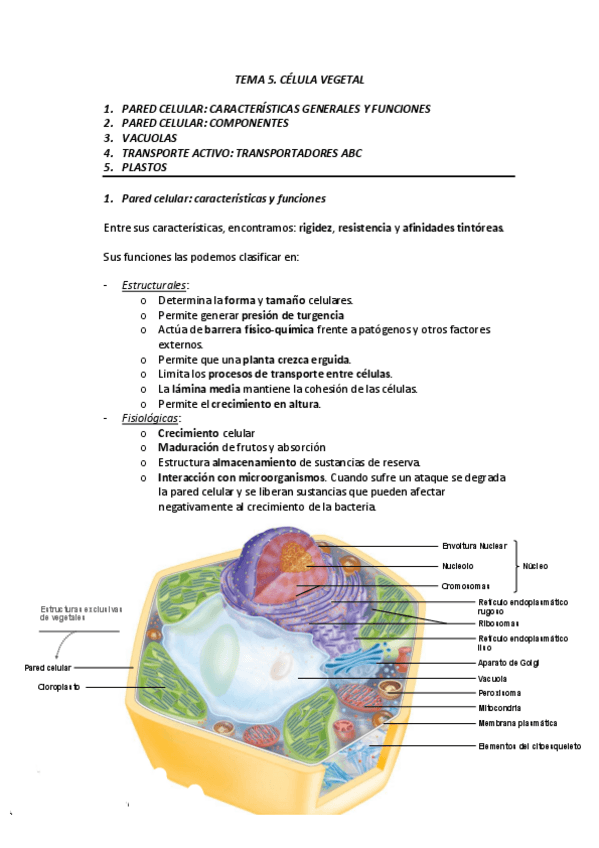 Miniatura del documento TEMA-5-CELULA-VEGETAL.pdf