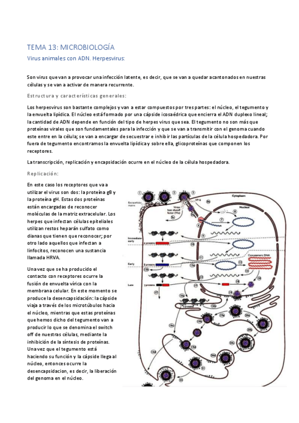 Miniatura del documento Tema-13.pdf