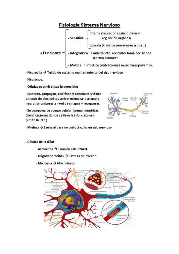 Miniatura del documento Apuntes-Fisiologia-Sistema-Nervioso.pdf
