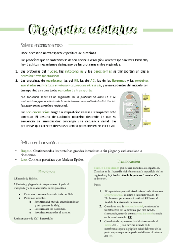 Miniatura del documento Organulos-celulares.pdf