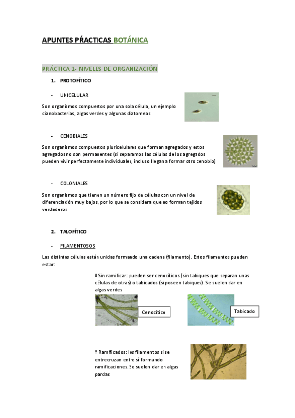 Miniatura del documento Apuntes-Practicas-Botanica.pdf