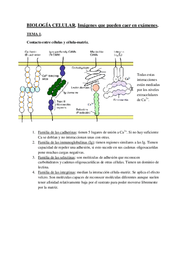 Miniatura del documento tema 1.pdf