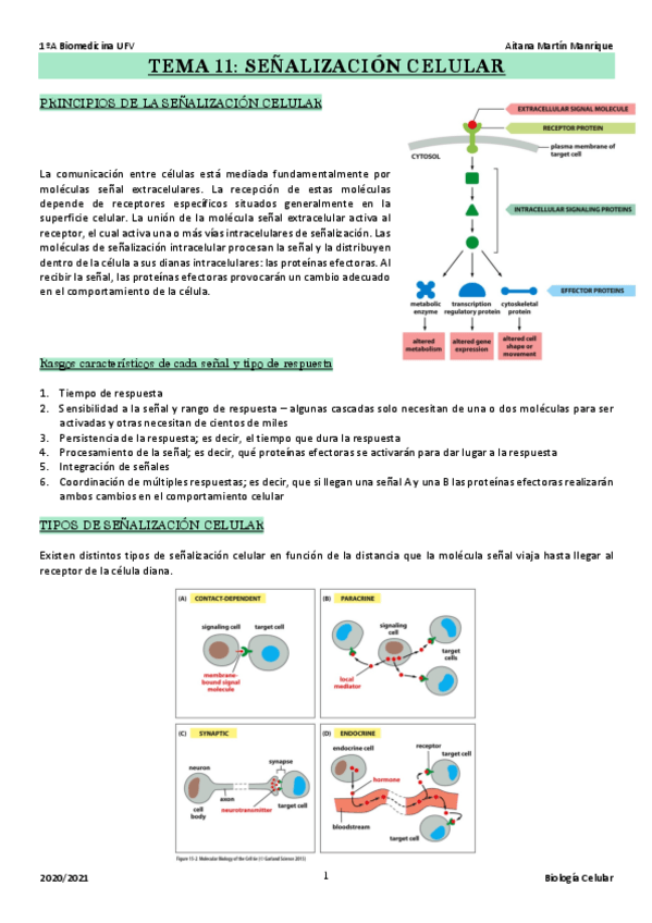 Miniatura del documento TEMA 11: señalizacion celular