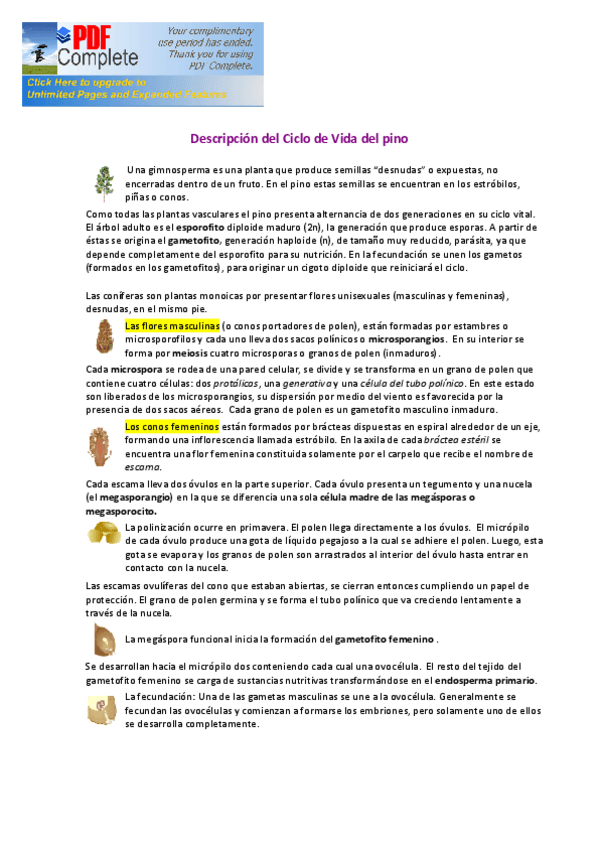 Miniatura del documento CICLO DE VIDA DEL PINO.pdf