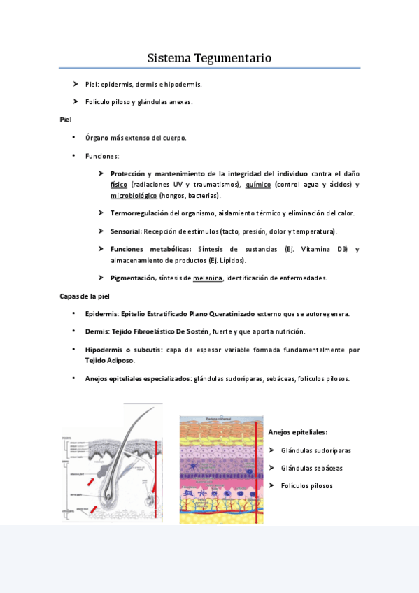 Miniatura del documento Sistema-Tegumentario-2.pdf