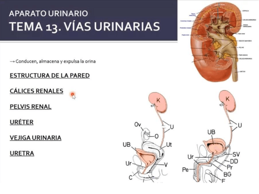 Miniatura del documento vias-urinarias.pdf