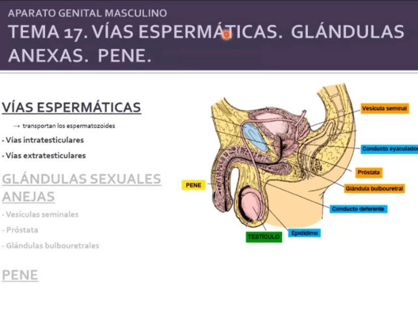 Miniatura del documento vias-espermaticas-glandulas-pene.pdf