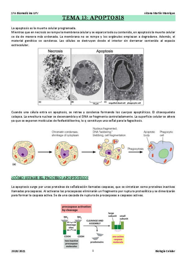 Miniatura del documento TEMA-13.pdf