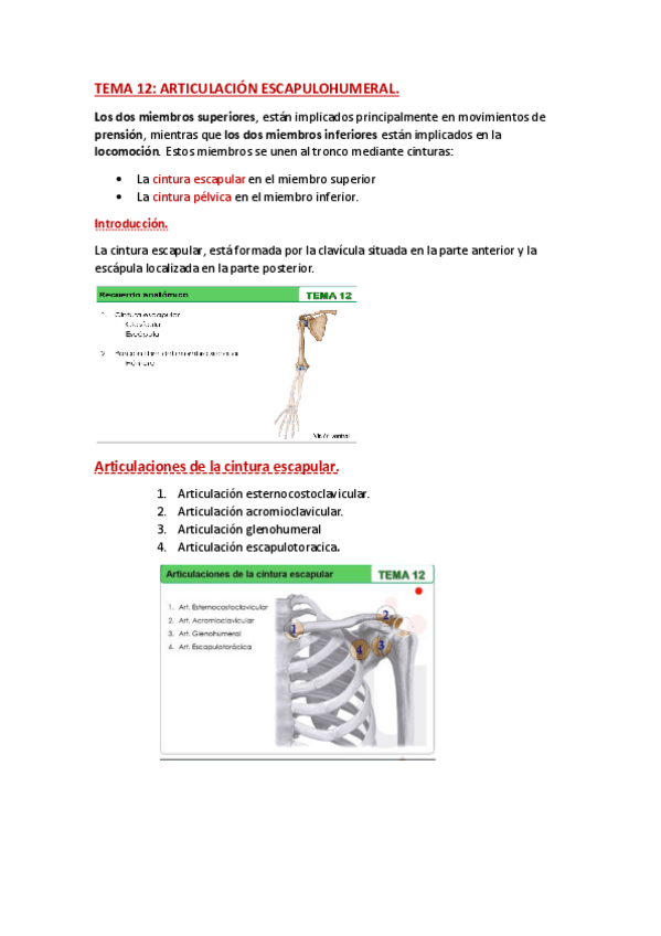 Miniatura del documento ANATOMIA-TEMA-12.pdf