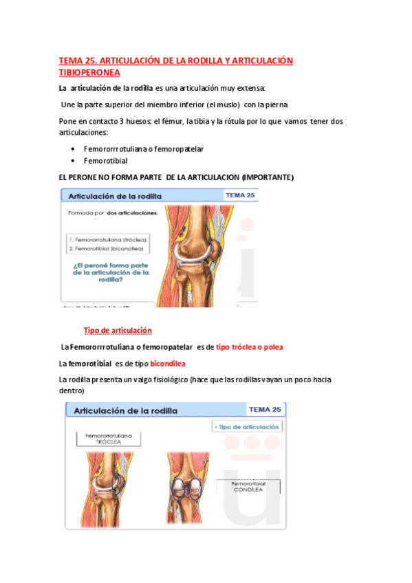 Miniatura del documento ANATOMIA-TEMA-25.pdf