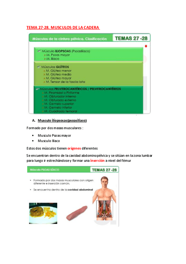 Miniatura del documento ANATOMIA-TEMA-27-Y-28.pdf