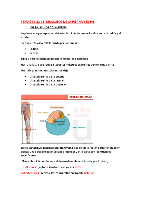 Miniatura del documento ANATOMIA-TEMA-31-32-33.pdf