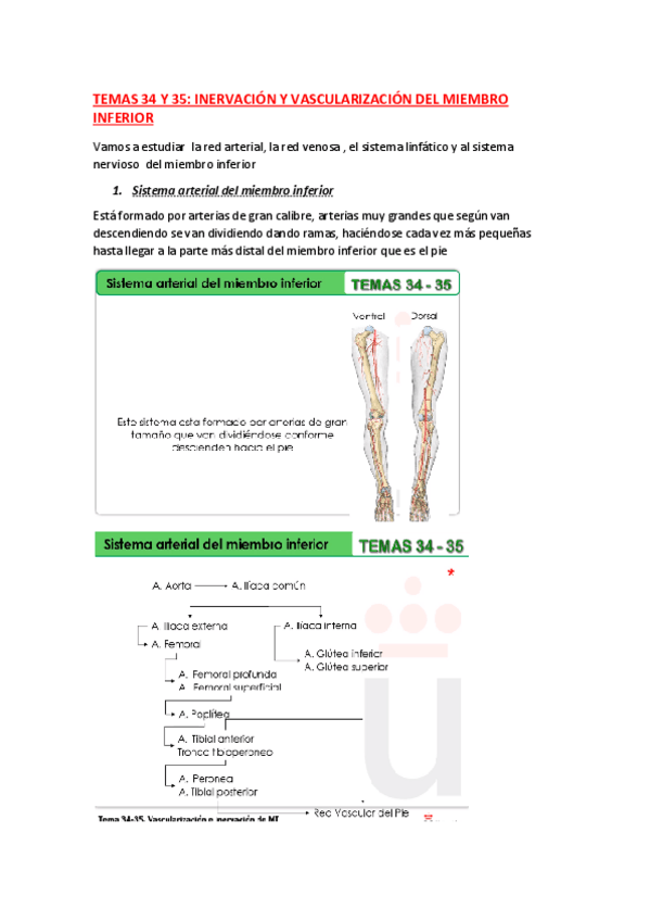 Miniatura del documento ANATOMIA-TEMA-34-Y-35.pdf