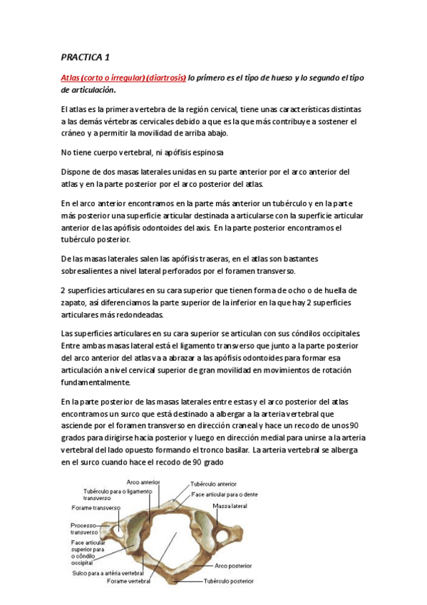 Miniatura del documento ANATOMIA-PRACTICA-1.pdf
