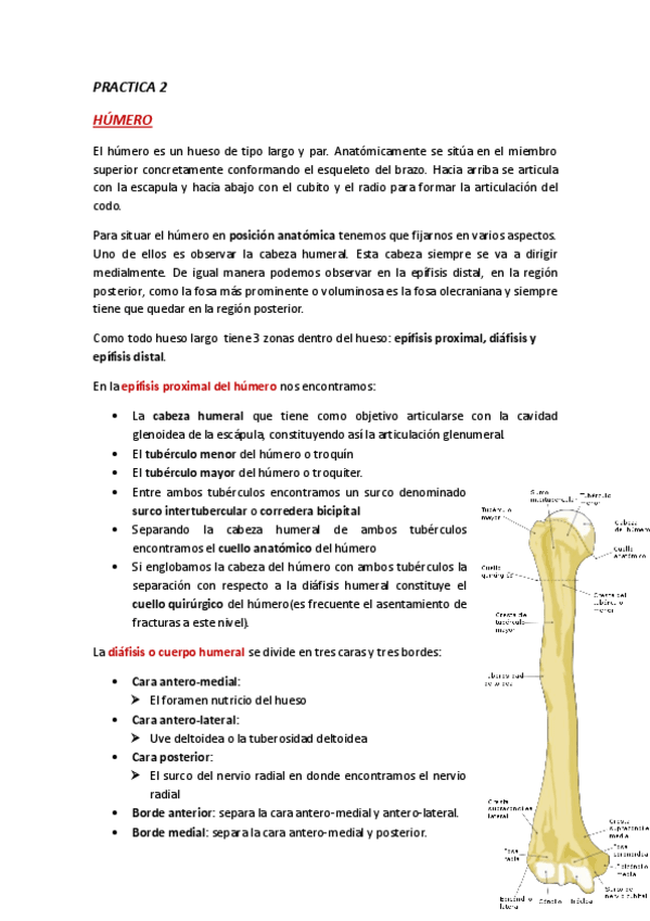 Miniatura del documento ANATOMIA-PRACTICA-2.pdf