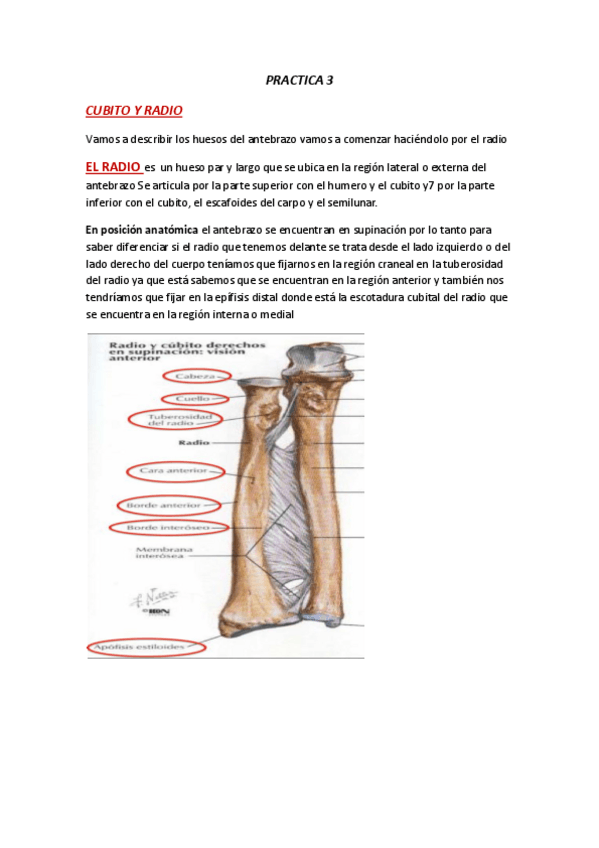 Miniatura del documento ANATOMIA-PRACTICA-3.pdf