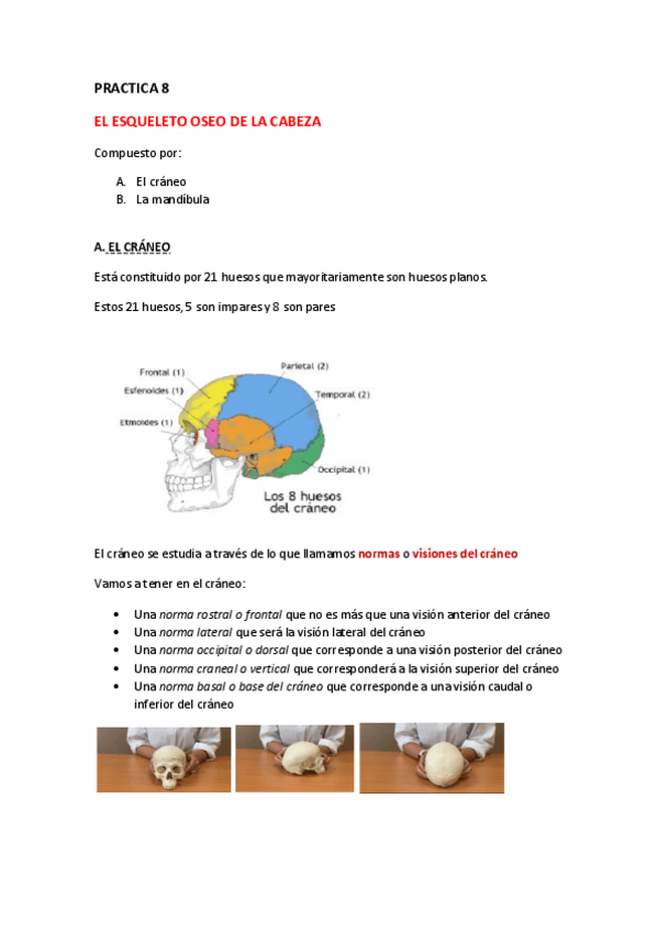 Miniatura del documento ANATOMIA-PRACTICA-8.pdf