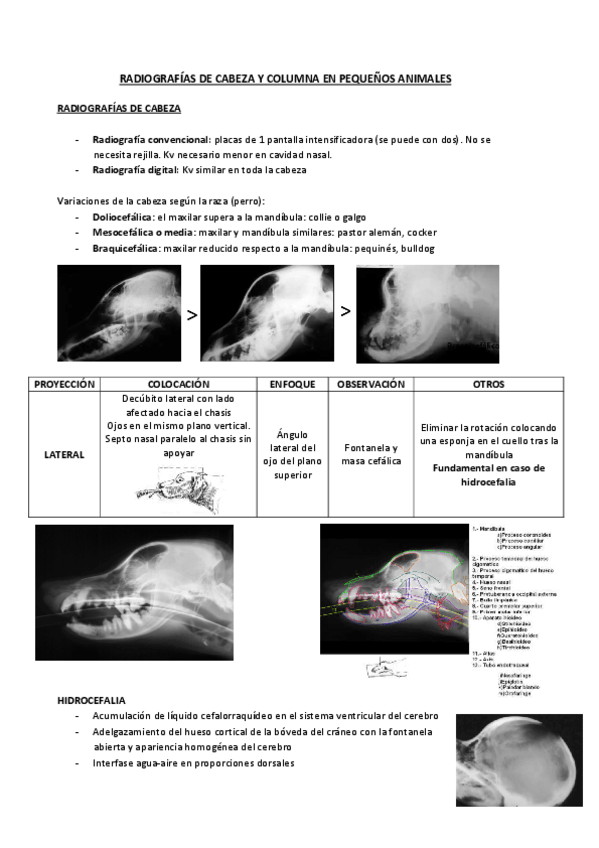 Miniatura del documento radiografia-pequenos-animales.pdf