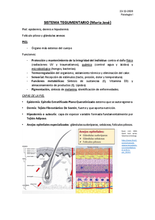Miniatura del documento SISTEMA-TEGUMENTARIO.pdf
