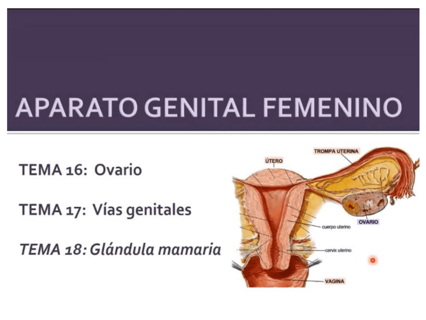 Miniatura del documento ovario.pdf