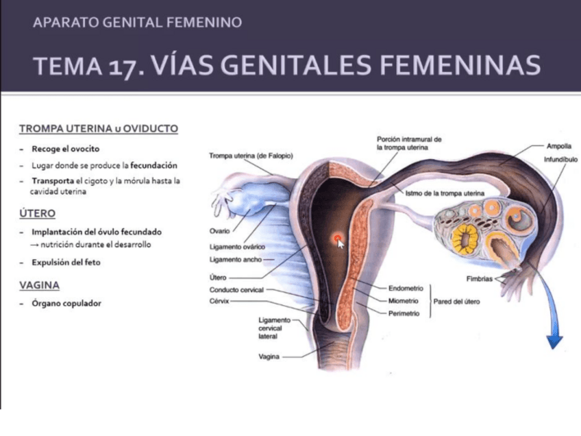 Miniatura del documento vias-genitales-femeninas.pdf
