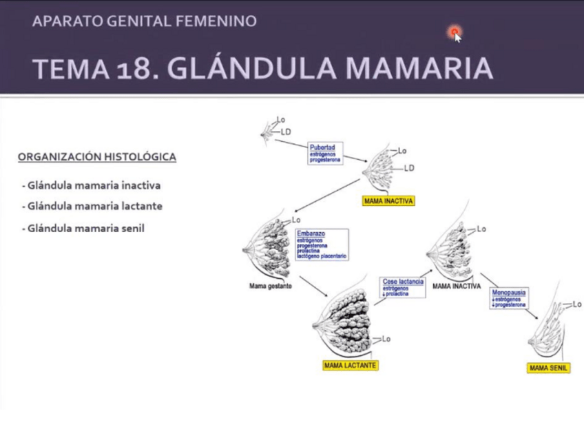 Miniatura del documento glandula-mamaria.pdf