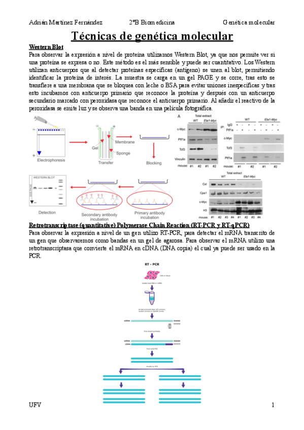 Miniatura del documento Tecnicas-de-genetica.pdf