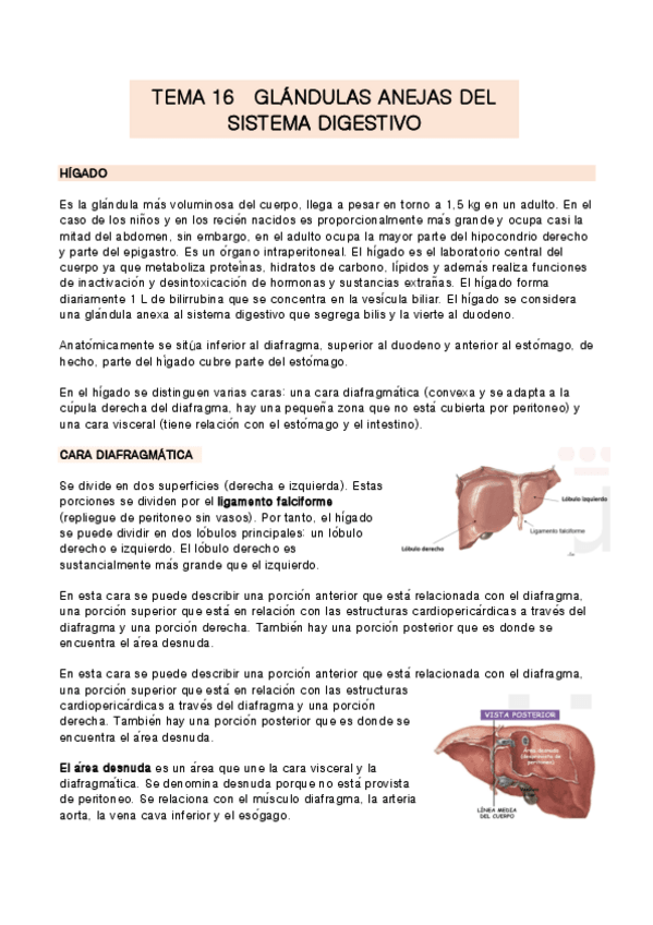 Miniatura del documento TEMA-16-anatomia.pdf